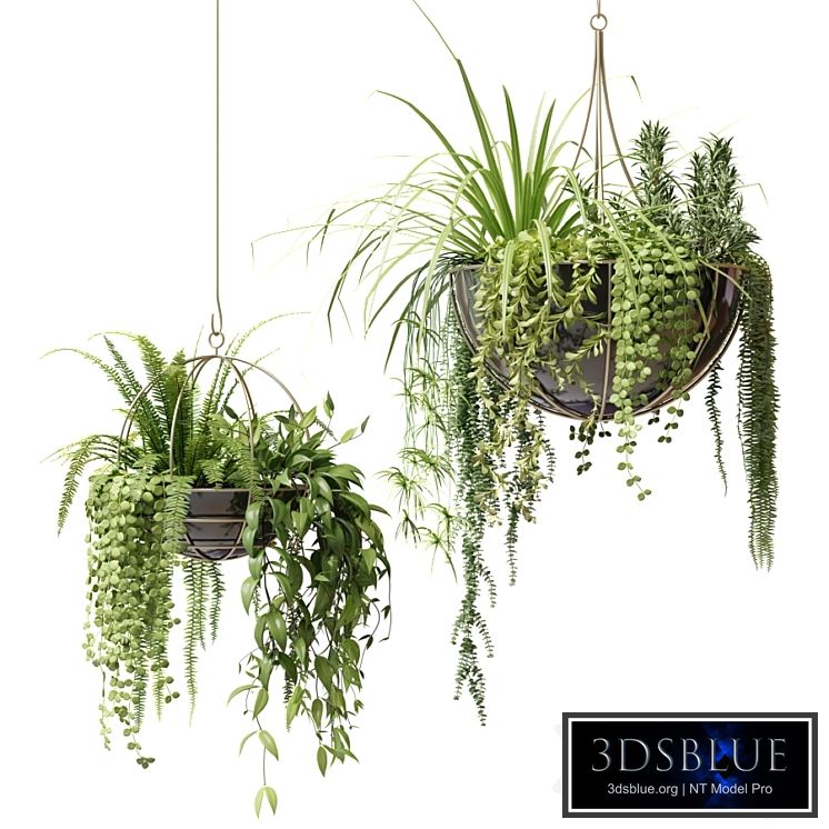 Compositions of ampelous plants in hanging pots # 2