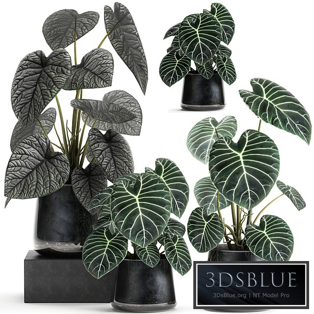 Plant collection 885. Black pot, loft, flowerpot, metal, flower, pot, Scandinavian style, luxury decor