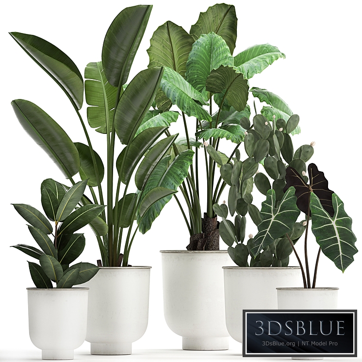 Plant collection 886. White pot, Strelitzia, banana, cactus, Alocasia, flowerpot, metal, Scandinavian style, Strelitzia, Prickly pear