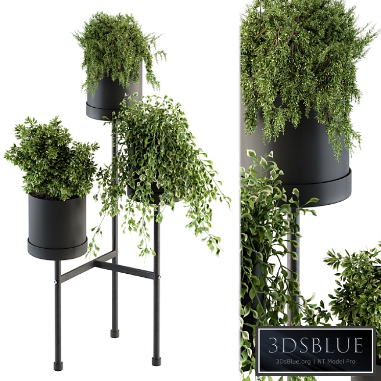 Black Box Plants on stand 07