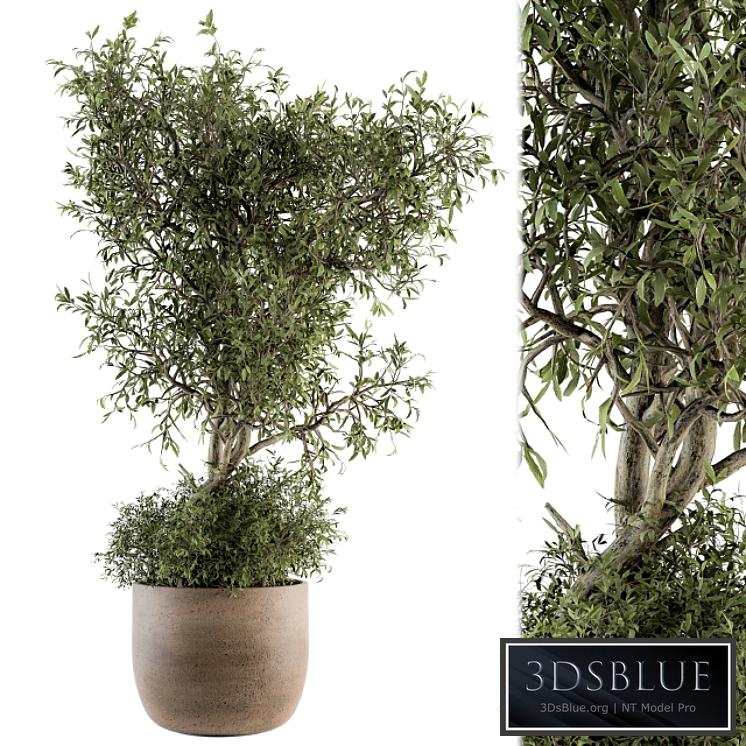 Outdoor Plant Set 178 - Plant in Pot