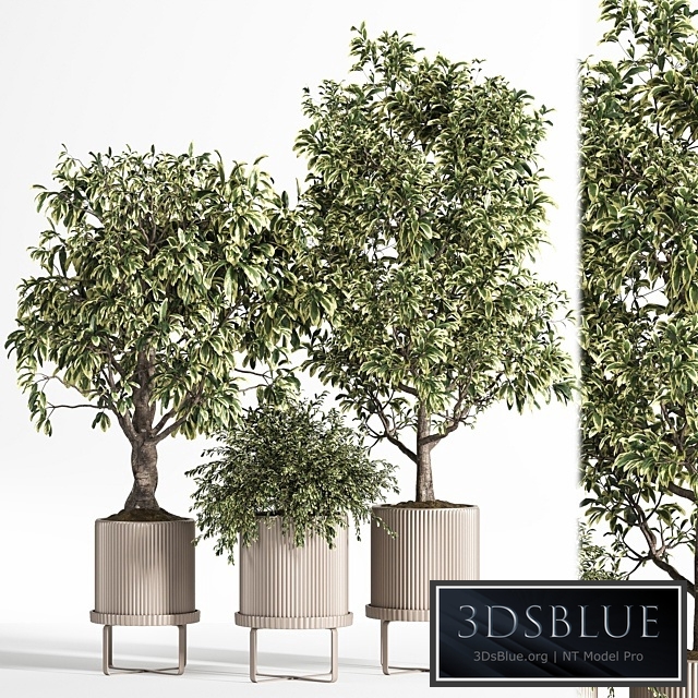 Indoor Plant Set 11 (Benjamin)