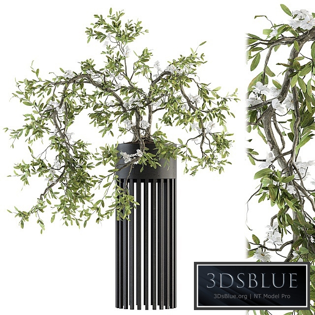 indoor Plant Set 198 - Bonsai in pot