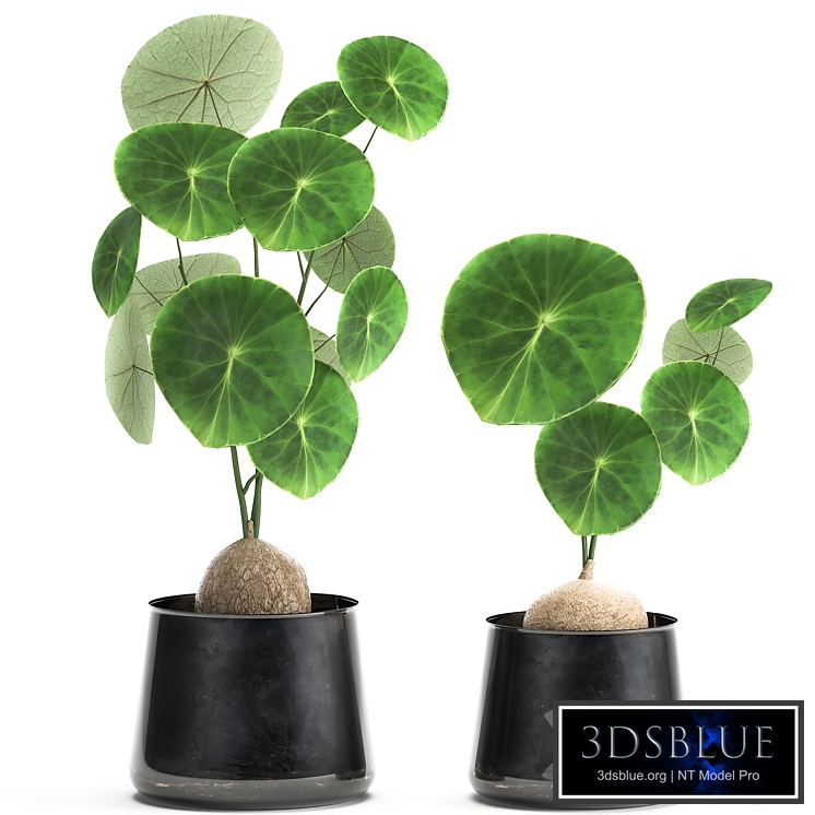 A small exotic flower in a metal pot with Stephania Erecta. Set 894.