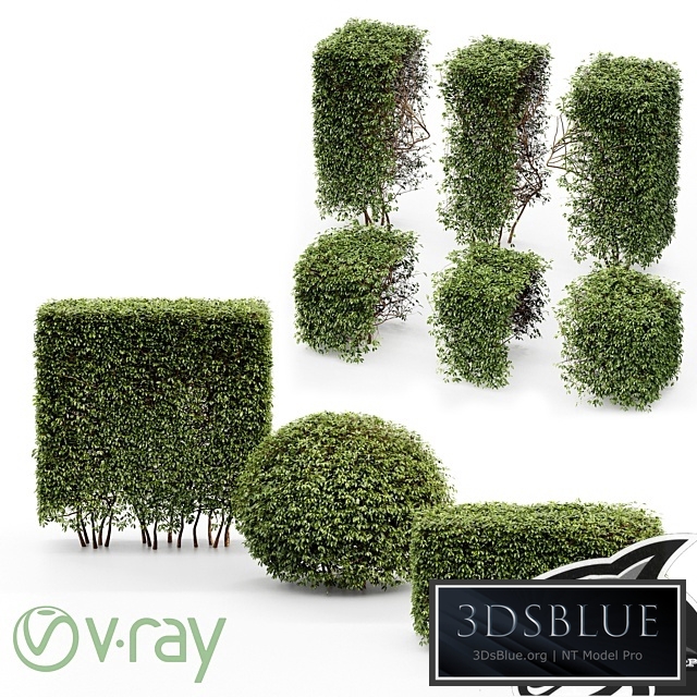 Dwarf Yaupon Holly - Spherical + Box hedge