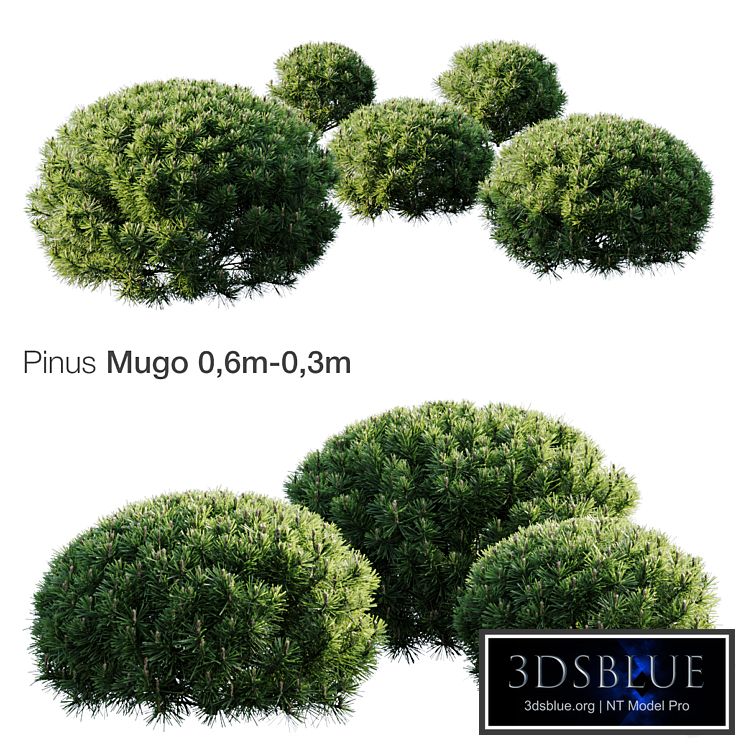 Mountain Pine Mugo