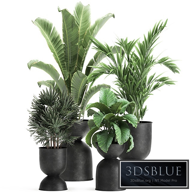 Plant collection 897. Black flowerpot, Strelitzia, banana, Hovea, palm tree, loft, industrial style, Alocasia, bush, flower, Raphis Palm, Howea forsteriana