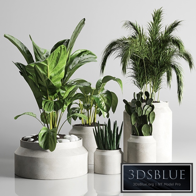collection Indoor plant 33-concrate vase