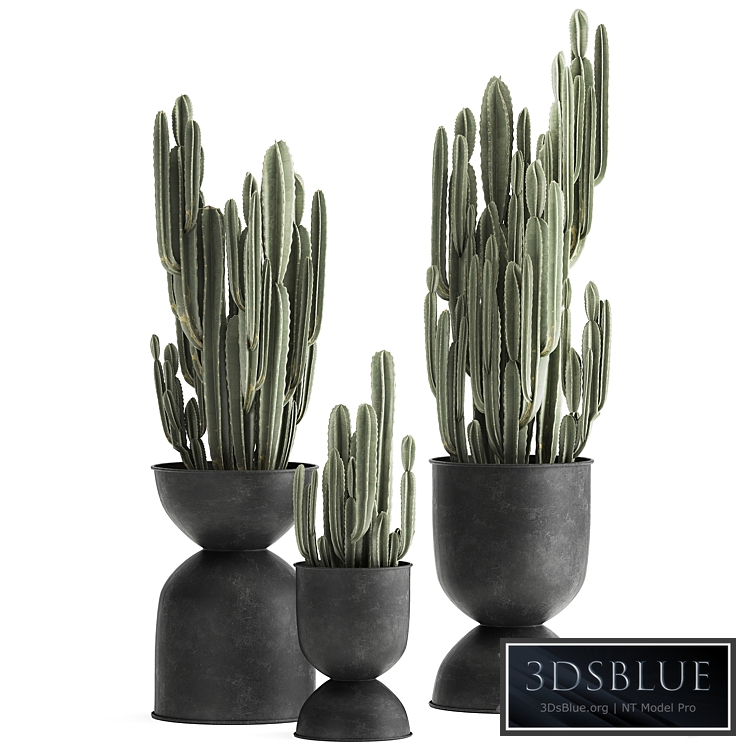 cactus in a flowerpot 878. Black flowerpot, Cereus, loft, metal, industrial style, interior