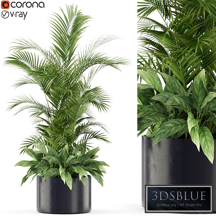 Plants collection 459