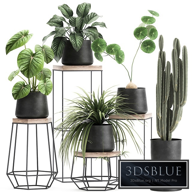 Plant collection 899. Cactus, loft, table, black flowerpot, metal, stand, shelf with flowers, Scandinavian, industrial style, Stefania Erekta, cactus, Philodendron
