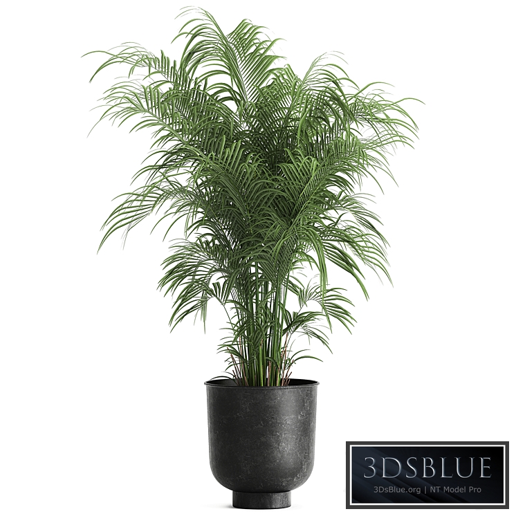 Howea forsteriana 900. Hovea, kentia, black flowerpot, loft, decor, metal