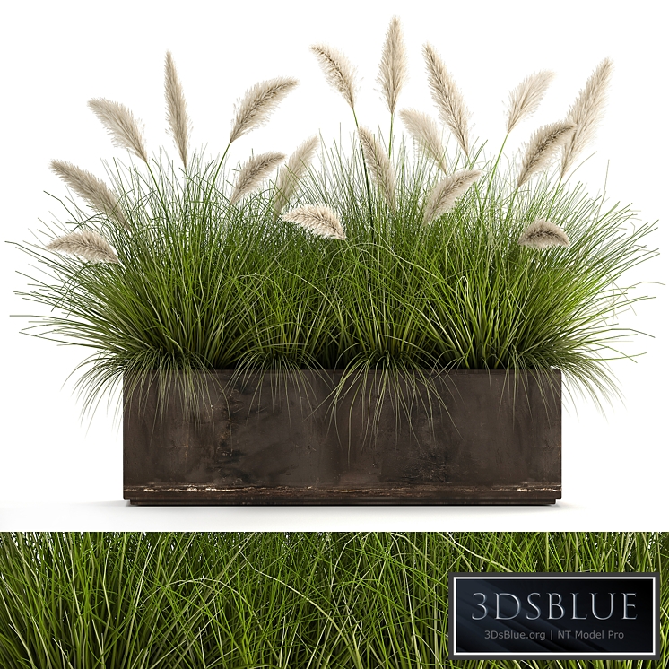 Plant collection 904. pampas grass, flowerpot, landscaping, flowerbed, rust, industrial style