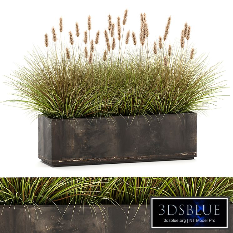 Outdoor metal pot in the bushes Pampas grass, flowerpot, flowerbed, reed. 905.