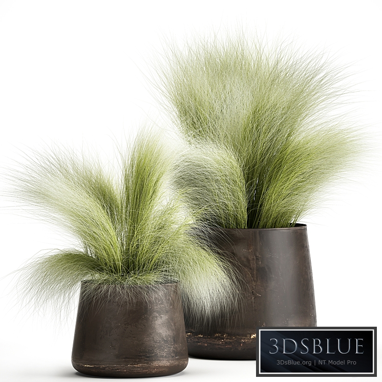 Plant collection 908. Stipa, Tussock, Feather grass, grass, bushes, landscaping, metal flowerpot, rust, industrial style