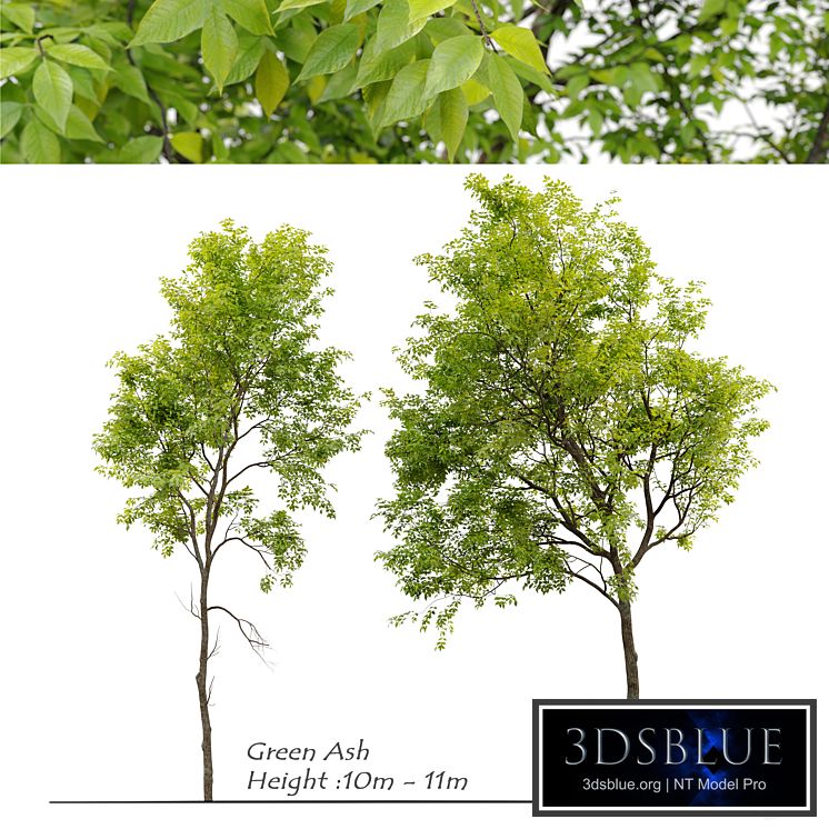 Green Ash (Fraxinus pennsylvanica) _3