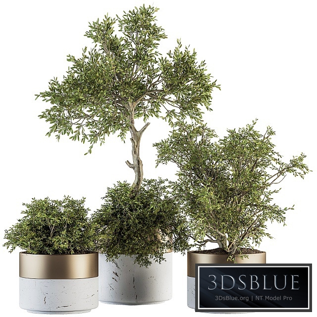 indoor Plant Set 200 - Tree in pot