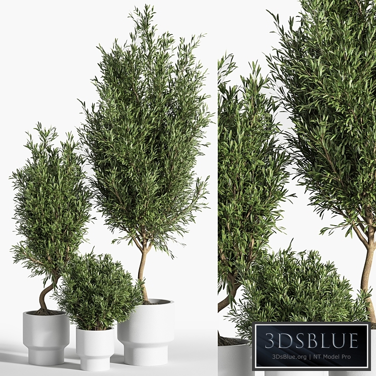 indoor plant olive set 04