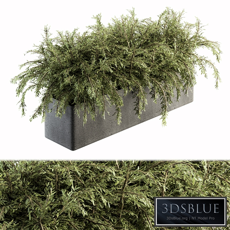 Outdoor Plant Set 180 - Plant in Pot