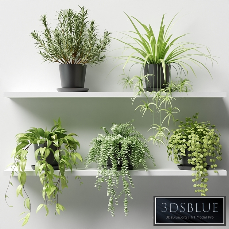 Plants in pots on a shelf