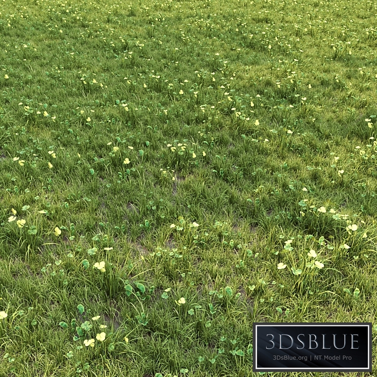 grass for lanscape 06