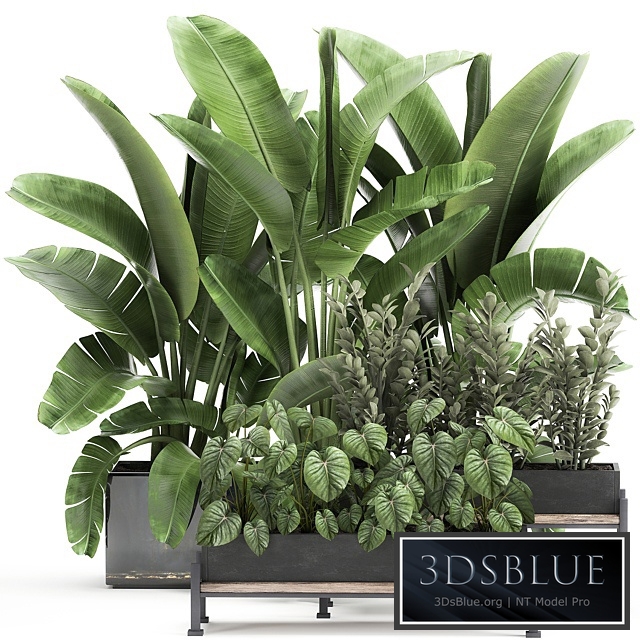 Plant collection 914. Thickets, flowerbed, Strelitzia, banana, Zamioculcas, bushes, flowerbed, tropical, exotic, Philodendron, jungle