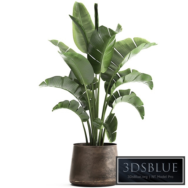 Plant collection 916. Banana tree, metal flowerpot, banana, rust, industrial style, strelitzia, bush, plant, flower