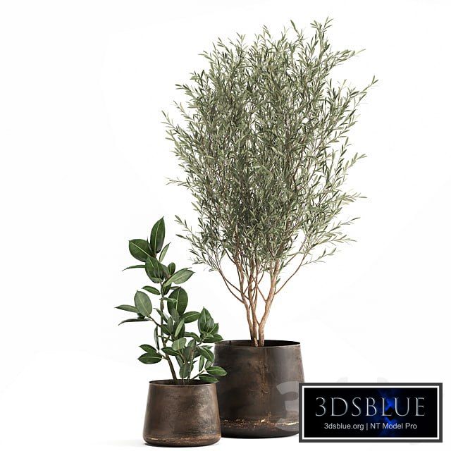 Plant collection 917. Oliva, metal flowerpot, tree, pot, ficus, rust, tree, industrial style, interior, Ficus rubbery, Ficus elastica