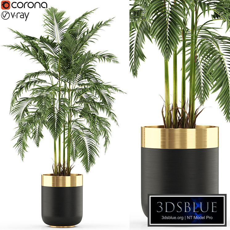 Plants collection 483