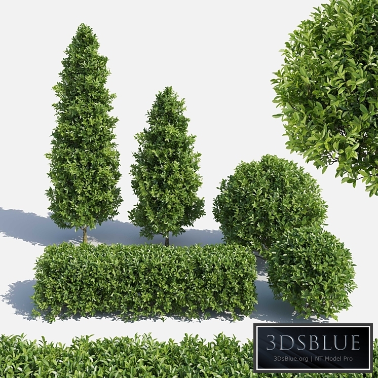 Garden Plant Set 02 Ficus annulata.