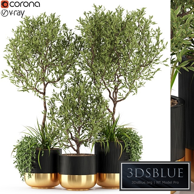 Plants collection 494