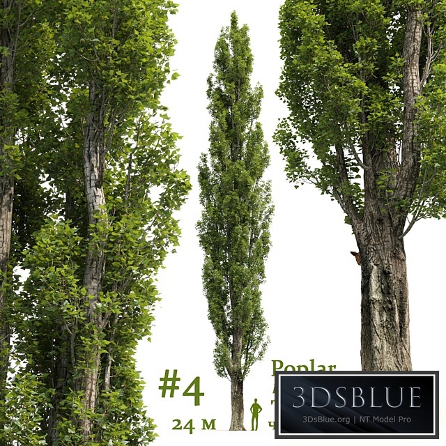 Poplar / Populus # 4