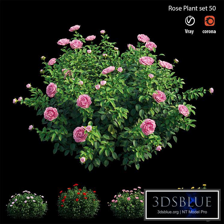 Rose plant set 50