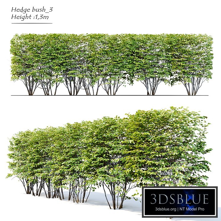 Hedge bush_3