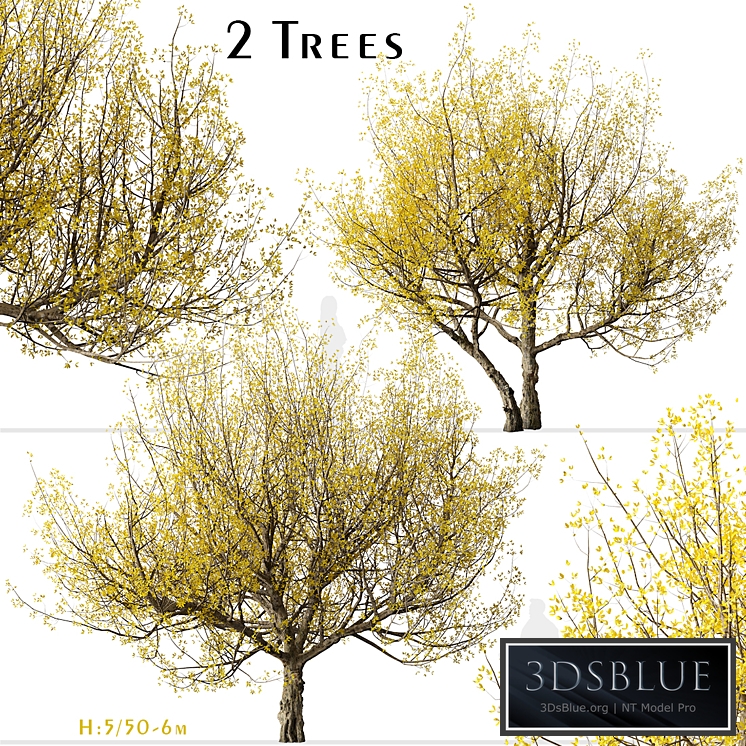 Set of Flowering Cornus mas Trees (Cornelian cherry) (2 Trees)