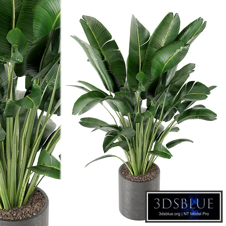 Indoor Plants Collection - Set 009