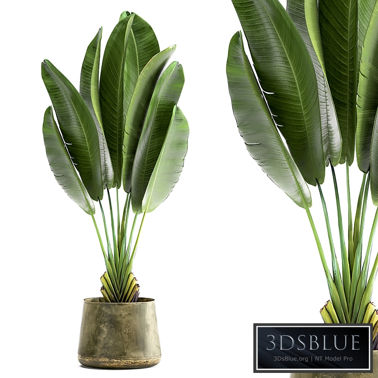 Ravenala 926. Strelitzia, Banana palm, metal flowerpot, industrial style, luxury