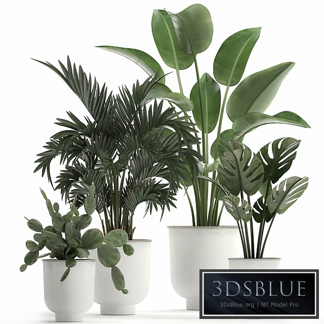 Plant collection 927. White flowerpot, monstera, cactus, Strelitzia, Hovea, Kentia, palm tree, cactus, Prickly pear, Ornamental palm tree, Howea forsteriana