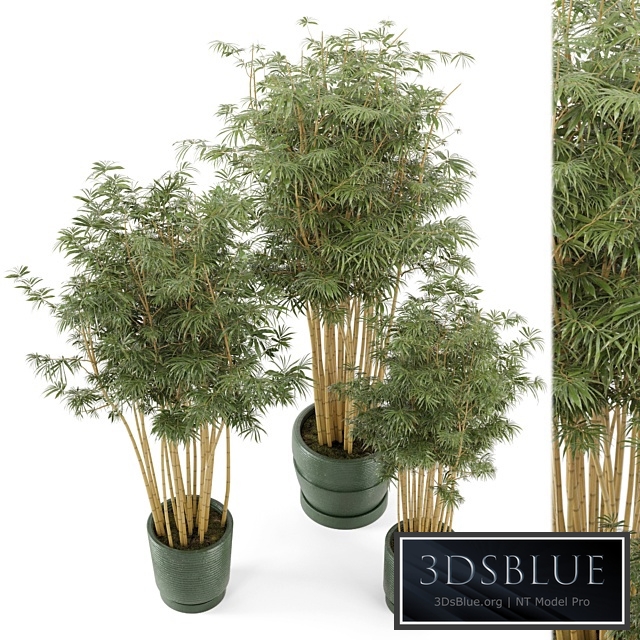 Indoor Plants Bamboo Set in rusty Concrete Pots - Set 108