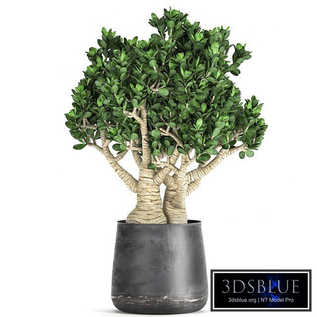 Exotic plant in a metal pot with a flower Crassula. 931.