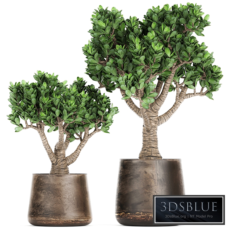 Plant collection Crassula 930. money tree, fat woman, metal flowerpot, rust, industrial style