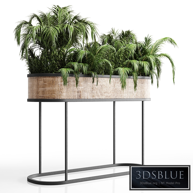 collection Indoor plant palm 40-bax wood vase