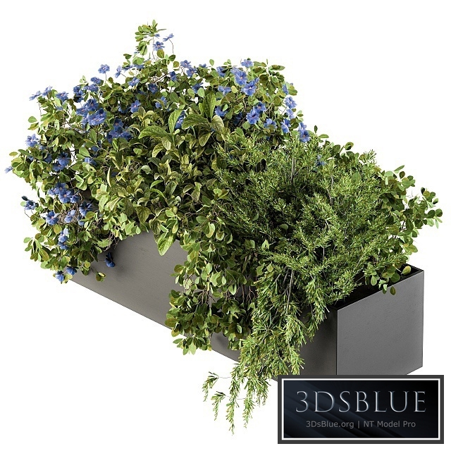 Outdoor Plant Set 208 - Plant Box Blue Flower