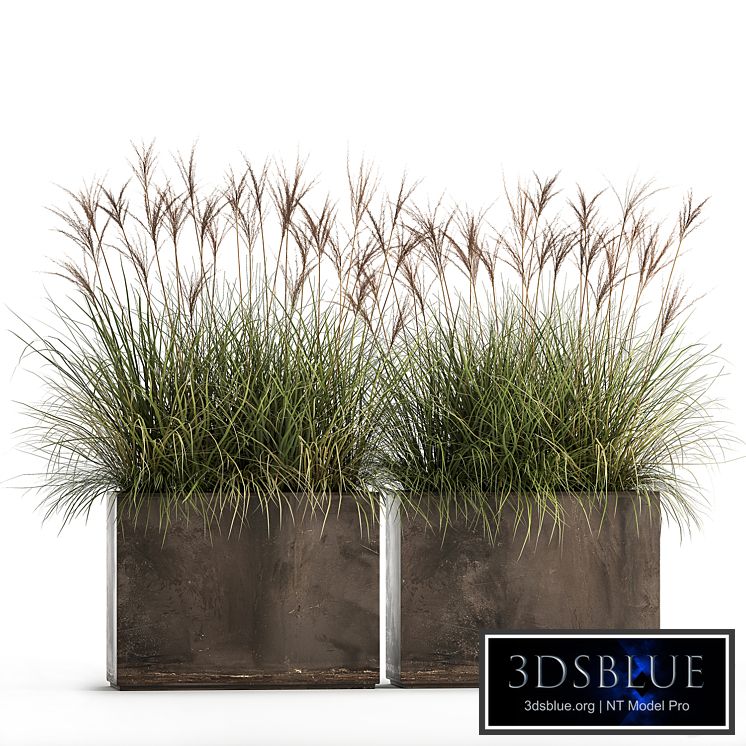 Decorative Miscanthus bushes in a rusty metal outdoor pot, veinik, fan. Set 933.