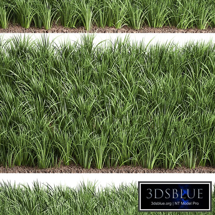 Lawn 941. grass, bushes, landscaping