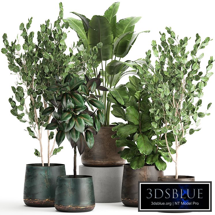 Collection of plants in outdoor metal rusty pots Tree, Banana palm, Ficus lyrata. Set 942.