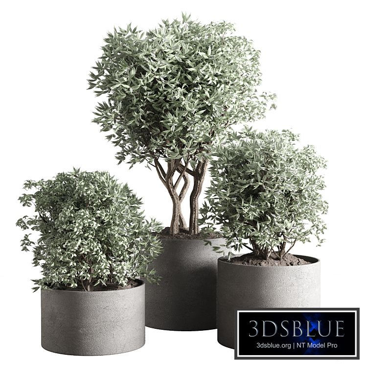 collection outdoor plant 24 concrete vase