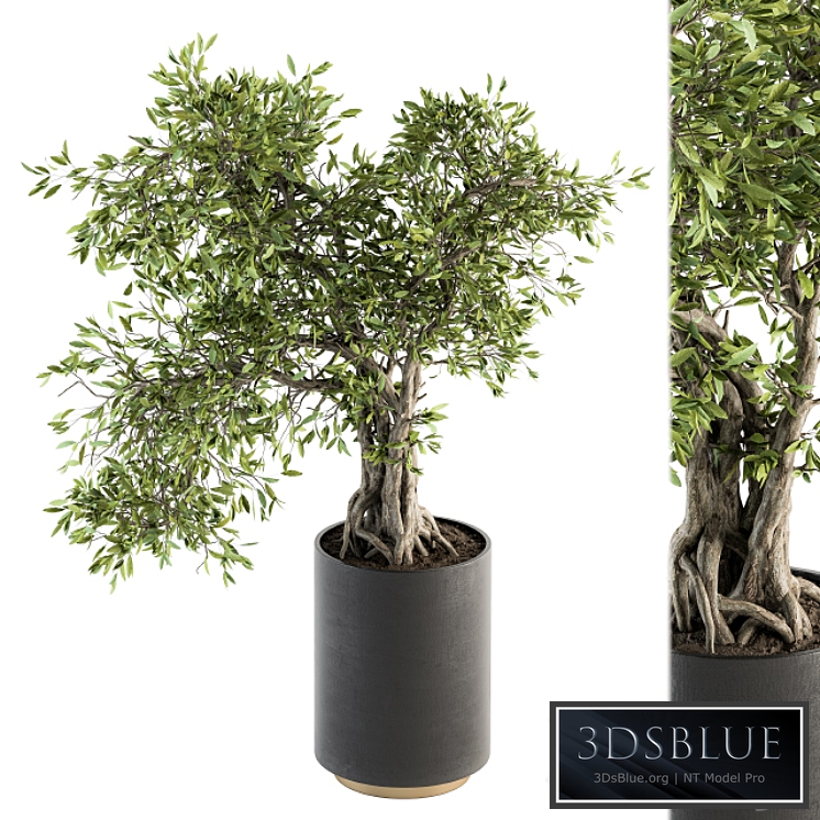 indoor Plant Set 207 - Big Bonsai in pot