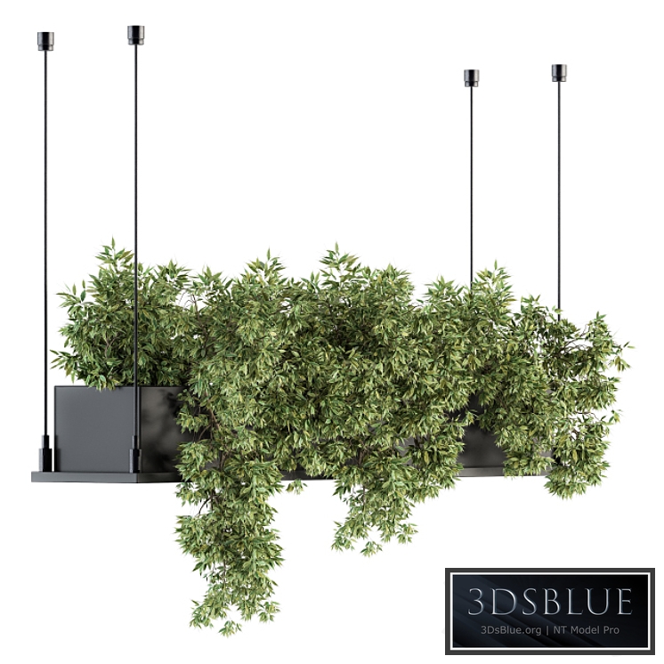 indoor Plant Set 217 - Hanging Plant Box