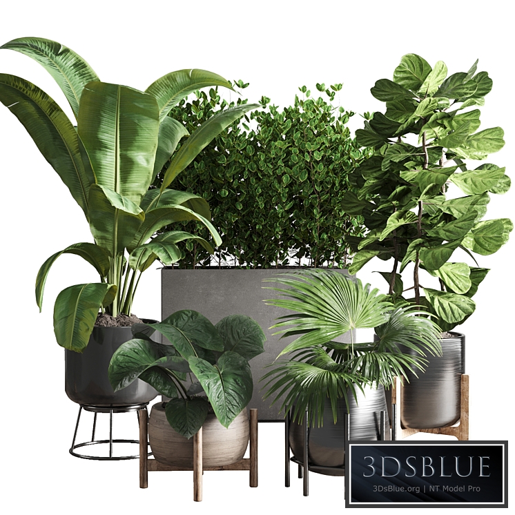 collection Indoor plant 43 vase